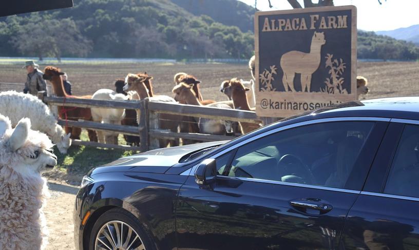 Posted on Facebook from Lincol Motor Company: @KarinaRoseWhite's clever tale for #SteerTheScript about an alpaca farm caught our eye from the very beginning of our journey. Hear Karina's story and watch how we built it into an ‘alpacalypse’ of our own on www.SteerTheScript.com.