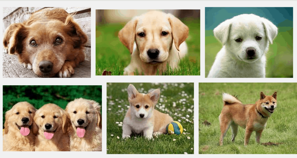 Google Images Dog