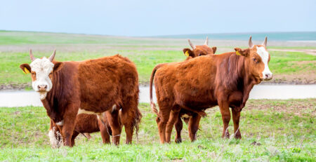 cattle standing in a field