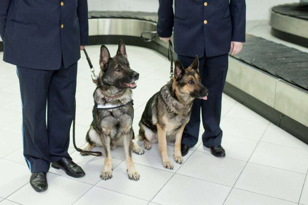 Can Dogs Get Fans Back in the Seats?