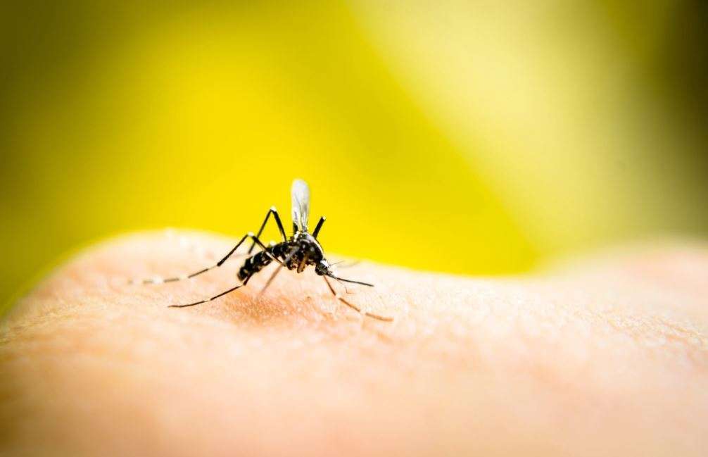 Dallas County Reports First West Nile Virus Positive Mosquito Trap
