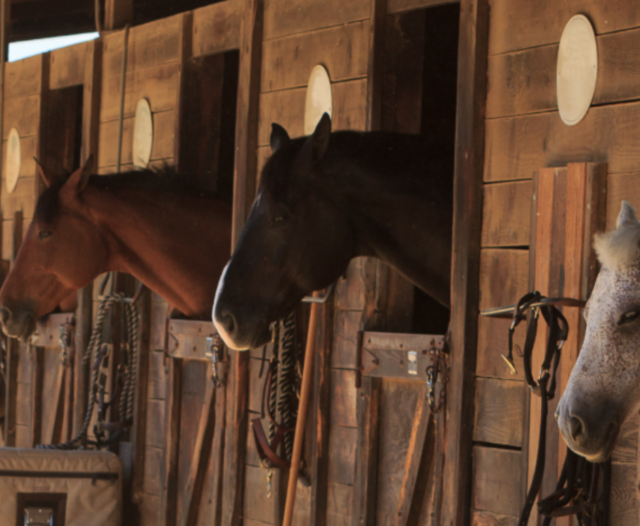 horses in stalls